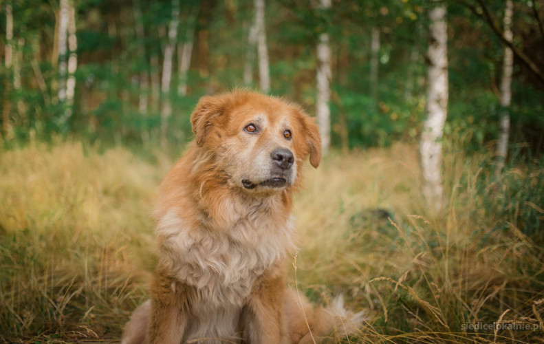 Lucky - złoty pies o złotym sercu szuka domu!