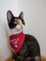 Elizabeth - cudna, wychowana kotka tricolorka szuka domu!